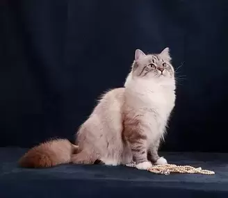 Virginia Cat Breeders - sapphirekittens